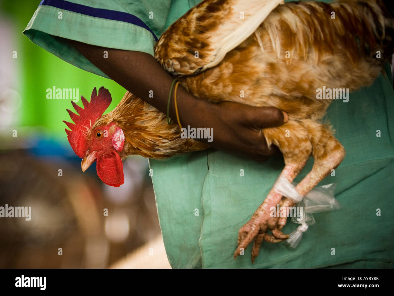 Ragazzo tenendo vivo il pollo al mercato, Ghana Foto Stock