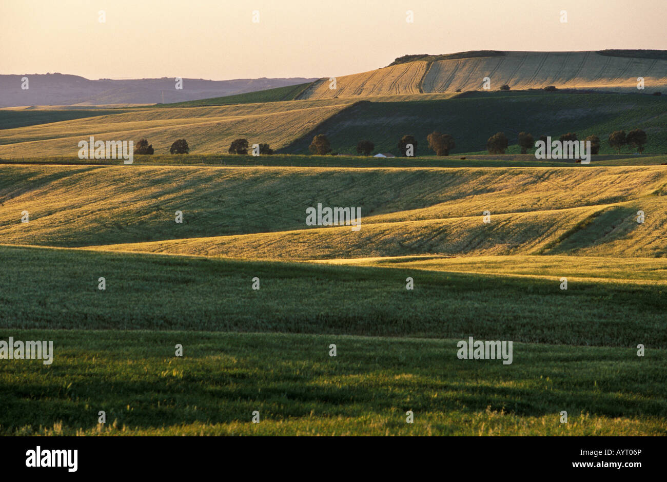 Campi vicino a Vejer de la Frontera lar, Costa de la Luz, Cadice provincia, Andalusia, Spagna Foto Stock