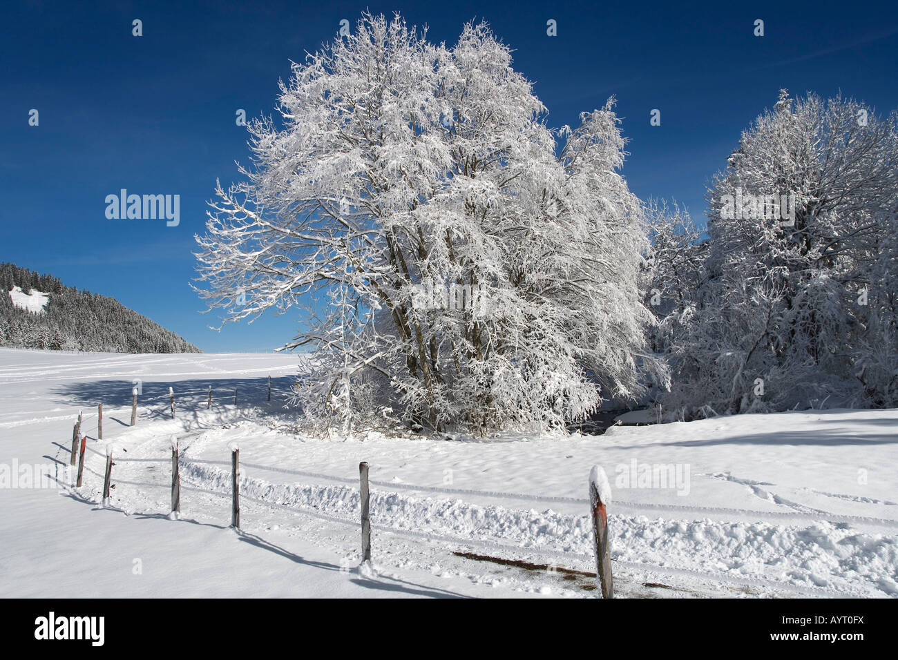 Schwarzsee Prealpi, Kaiseregg, Cantone di Friburgo, Svizzera Foto Stock