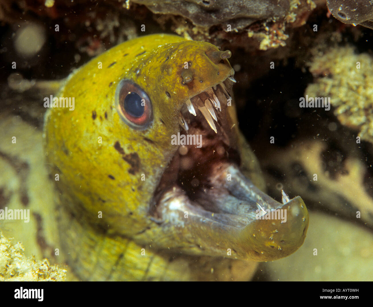 Fimbriated moray eel (Gymnothorax fimbriatus), Filippine Foto Stock