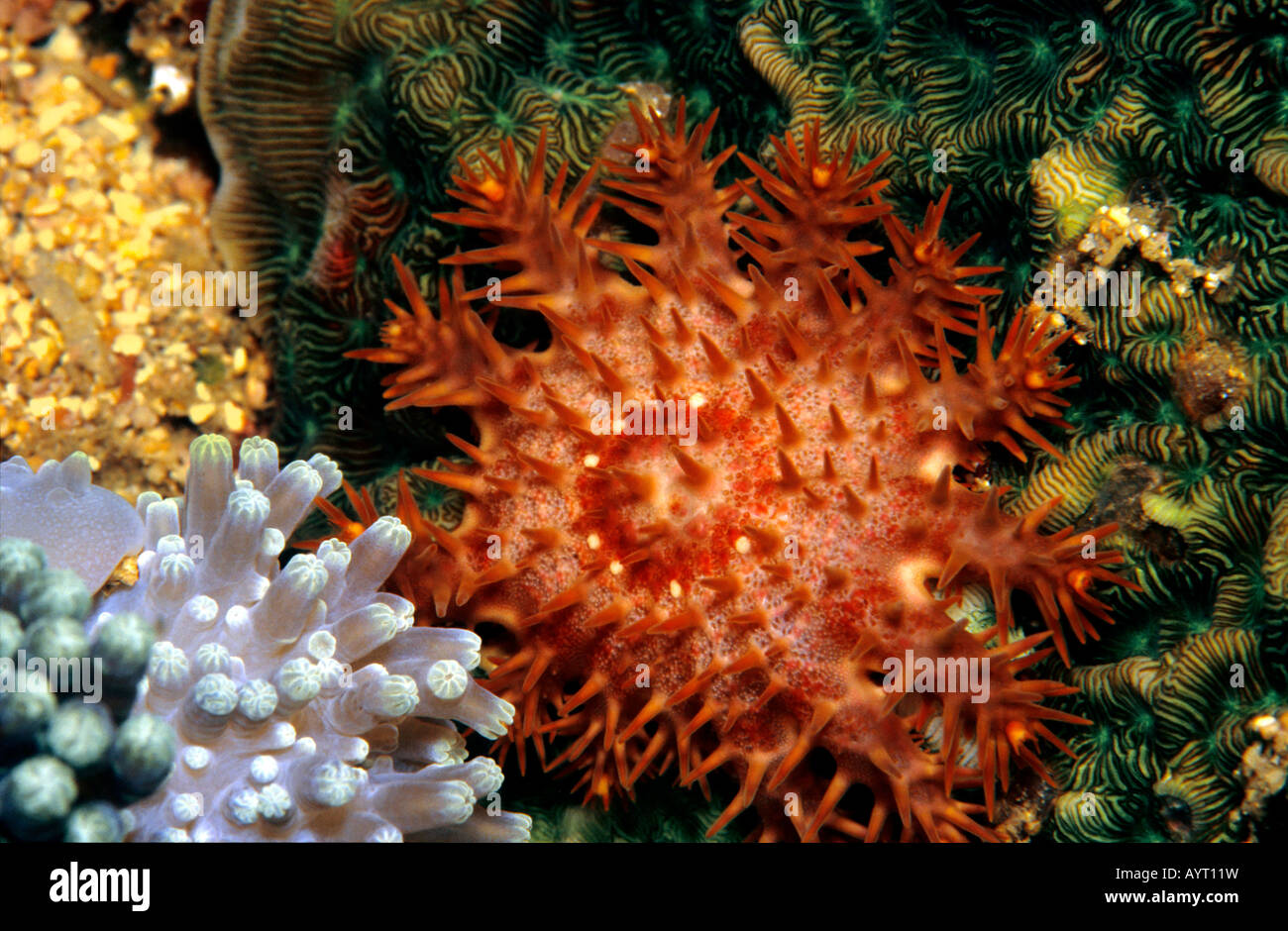 La corona di spine stella di mare, stelle marine (Acanthaster planci), Filippine Foto Stock