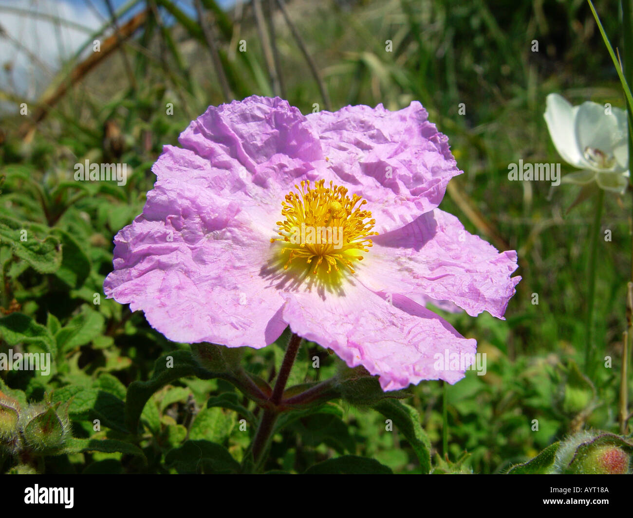 Piccolo cisto fiorito nei pressi di Pissouri Cipro Foto Stock