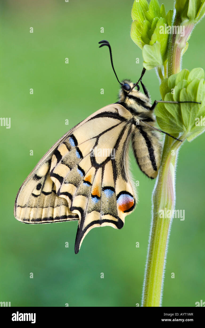 Giallo a coda di rondine (Papilio machaon), Schwaz, in Tirolo, Austria, Europa Foto Stock