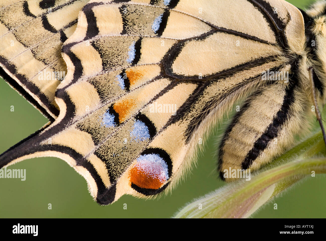 Giallo a coda di rondine (Papilio machaon), Schwaz, in Tirolo, Austria, Europa Foto Stock