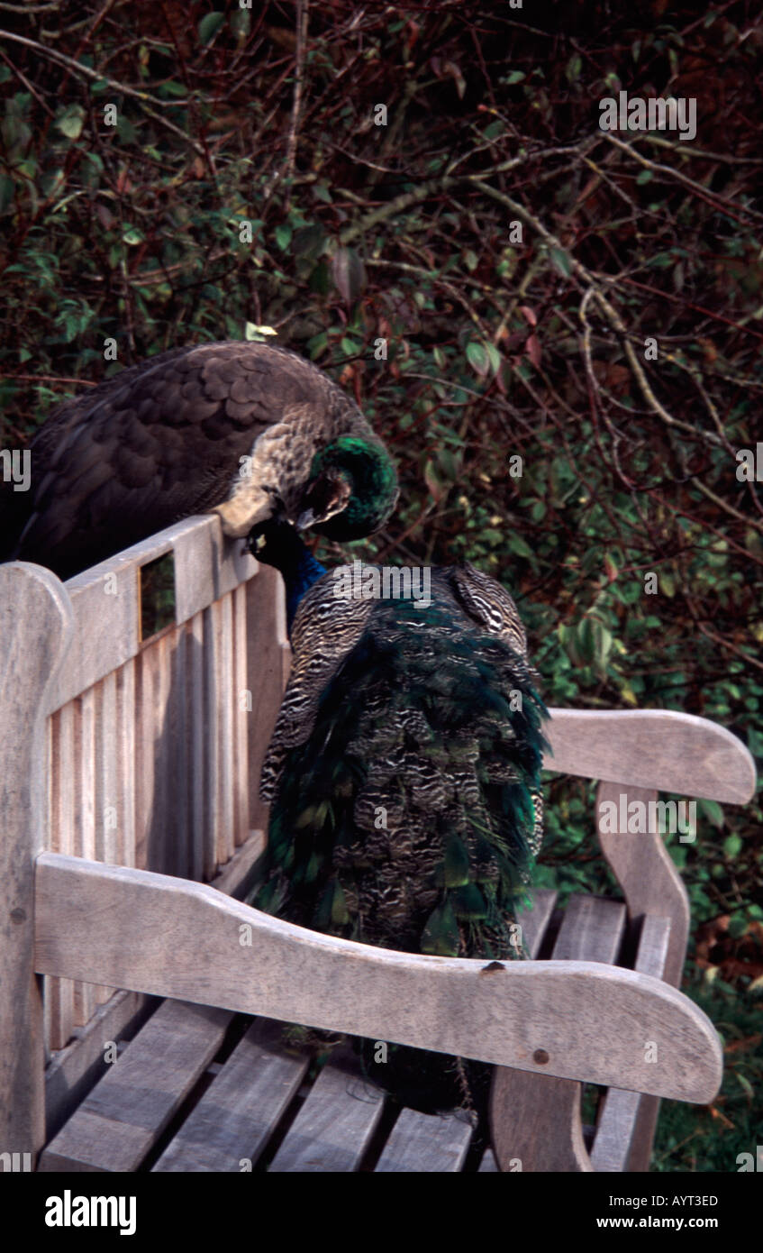 Peacock e peahen su un banco in un parco nel Surrey in Inghilterra REGNO UNITO Foto Stock