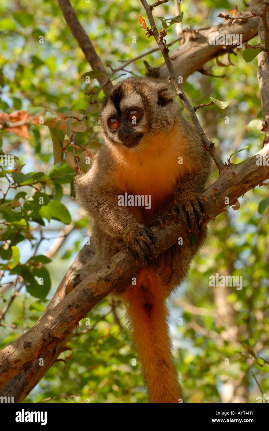 Giovani Gufo meridionale o di scimmia (Aotus azarai) in una struttura ad albero, Gran Chaco, Paraguay, Sud America Foto Stock