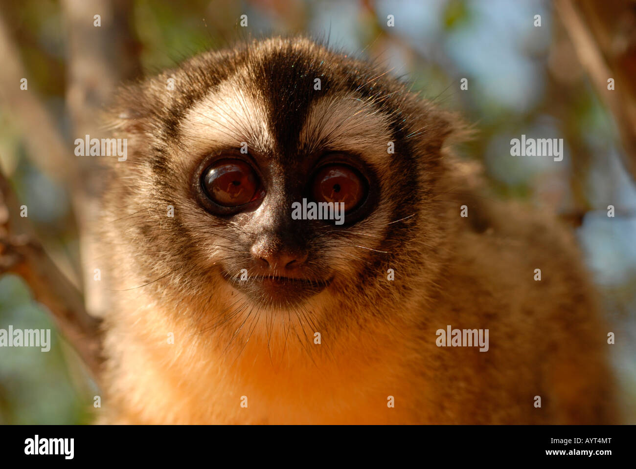 A tre strisce Notte di scimmia o gufo settentrionale di scimmia (Aotus trivirgatus), Gran Chaco, Paraguay, Sud America Foto Stock