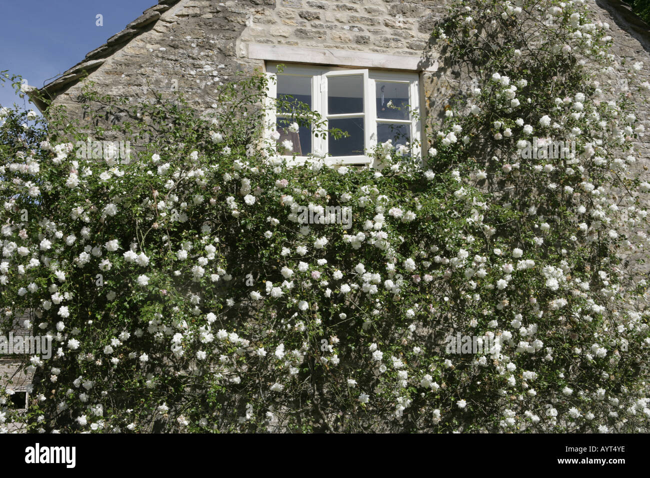 La raccolta nazionale di Rambler Roses a Moor Woodmancote legno Foto Stock