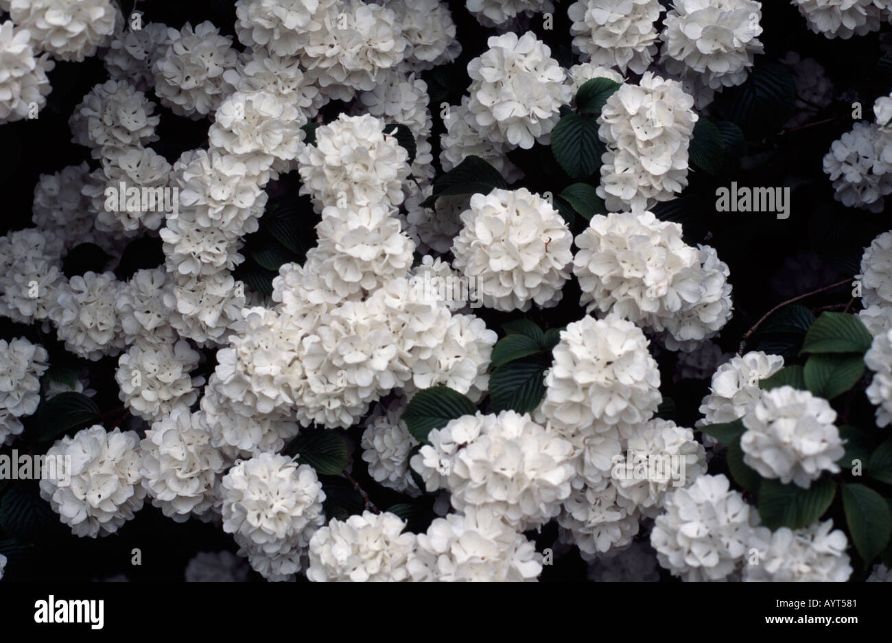 Plicatum Viburnam snowball giapponese Royal Victoria Park Bath Spa, Somerset, Regno Unito Foto Stock