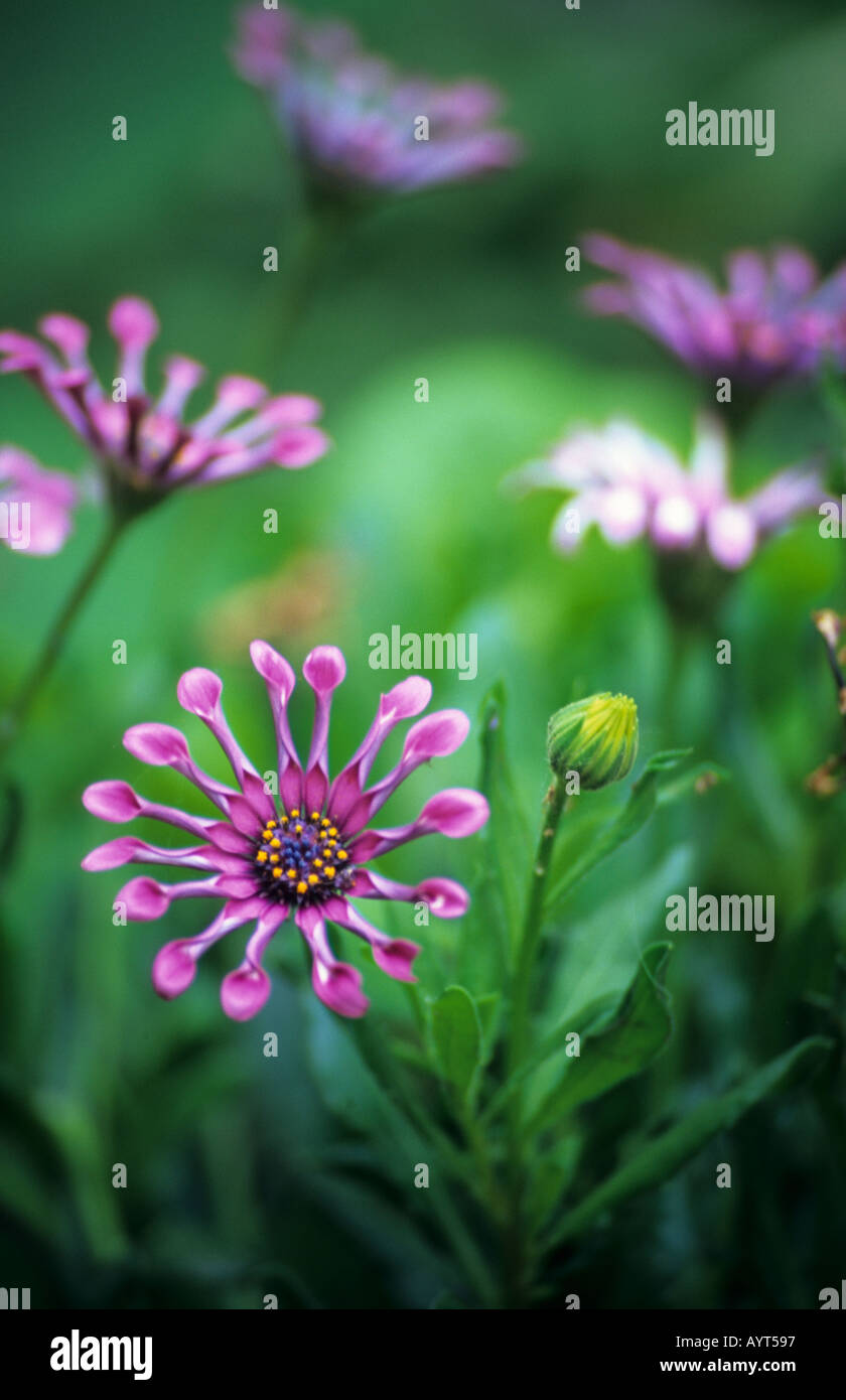 Osteospermum whirligig Foto Stock