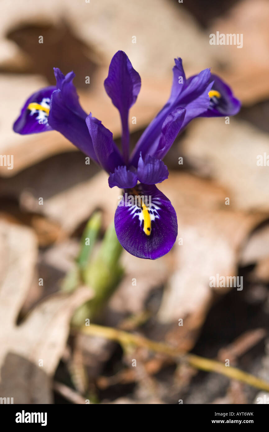 Inverno Iris reticulata fiore viola primavera sulla natura sfondo sfocato dettaglio ravvicinato fiori da giardino in natura in alta risoluzione selvaggia Foto Stock
