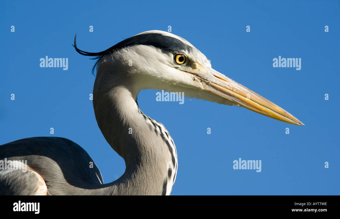 Surrey - REGNO UNITO Airone cenerino Ardea cinerea Foto Stock