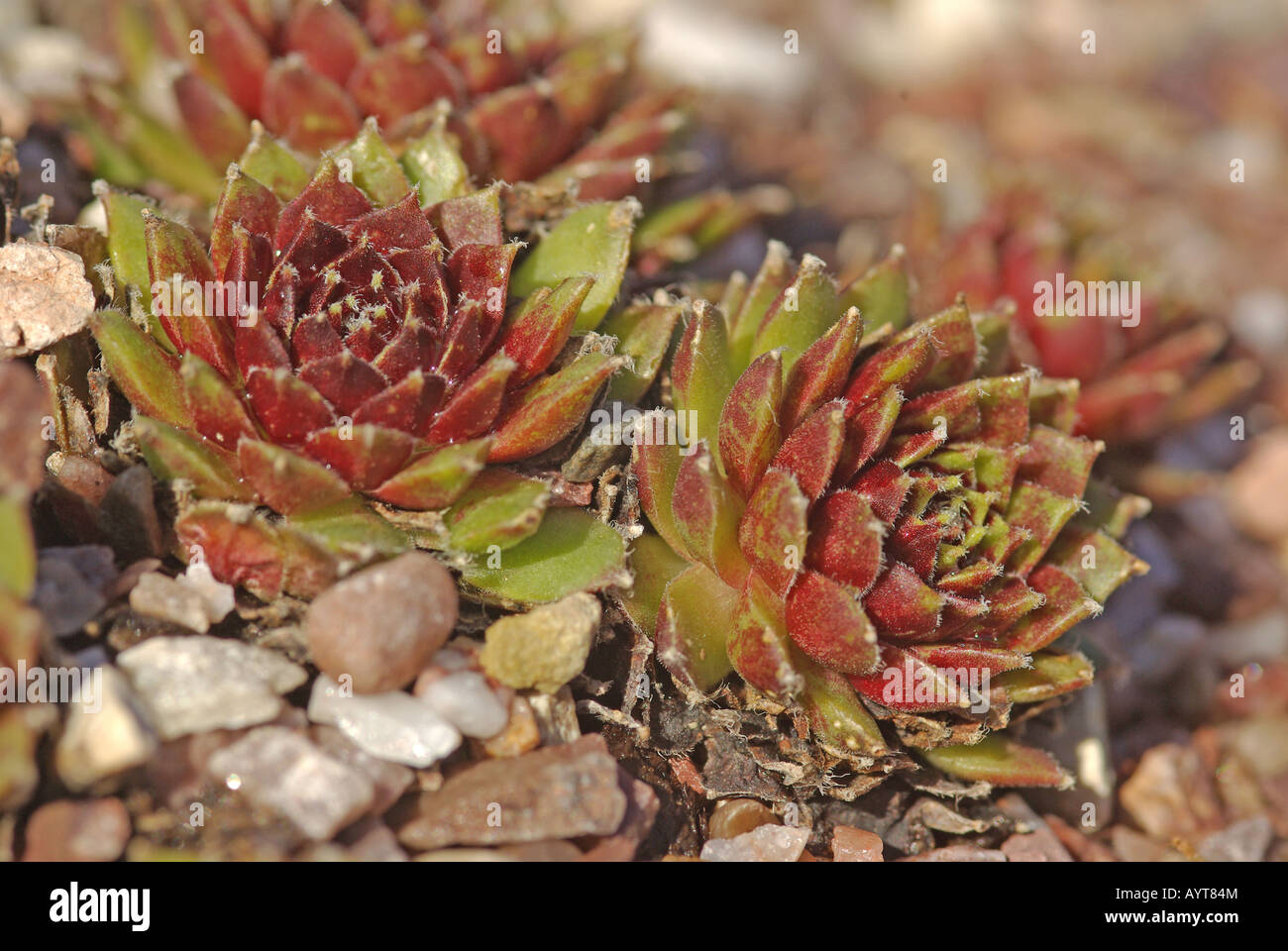 Sempervivum Silver Jubilee Foto Stock