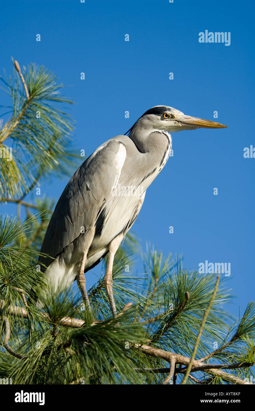 Airone cenerino Ardea cinerea Foto Stock