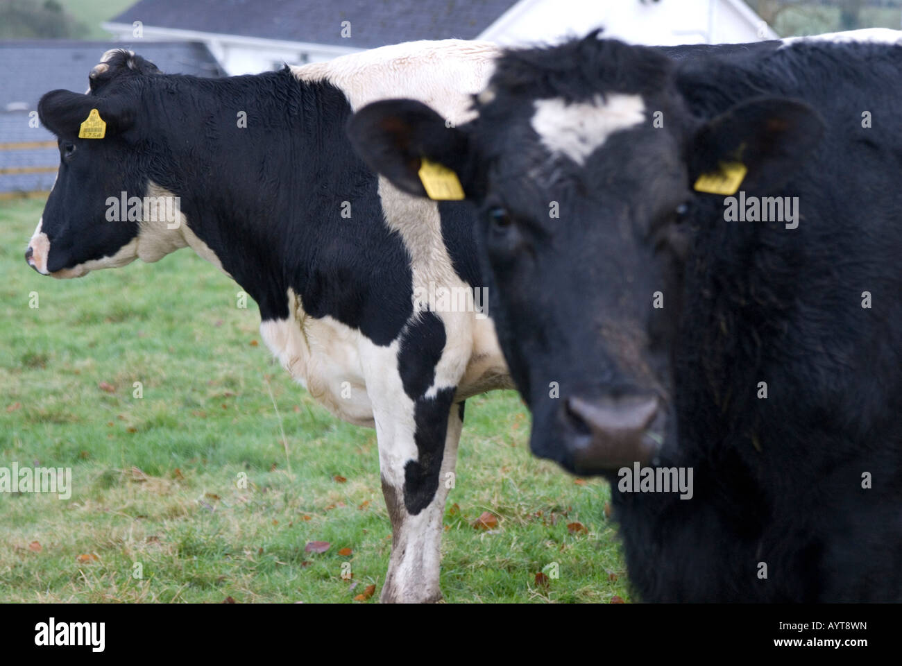 Mucche Foto Stock