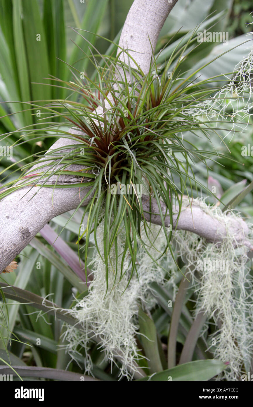 Tillandsia Bromeliad Epiphytic Bromeliaceae piante di aria Foto Stock