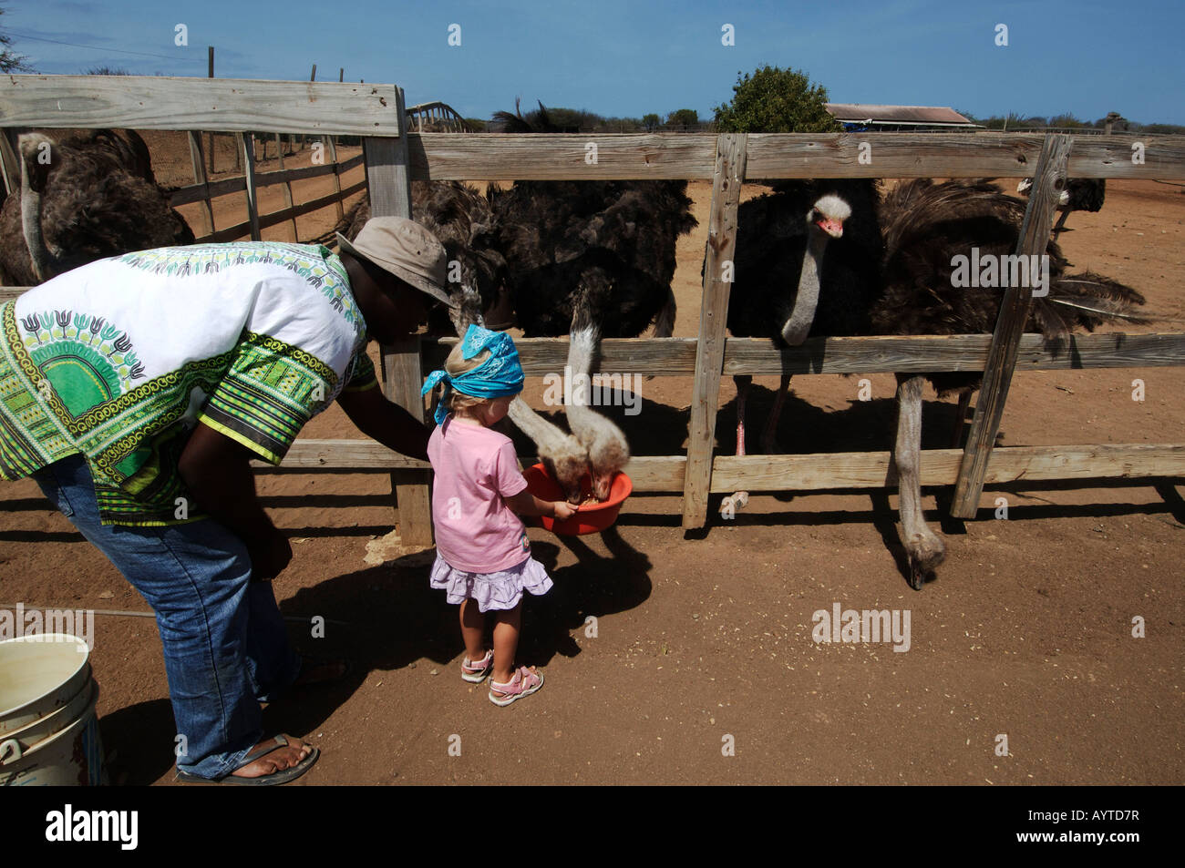 Antille olandesi Curaçao ostrich farm una alimentazione dei bimbi di struzzi Foto Stock