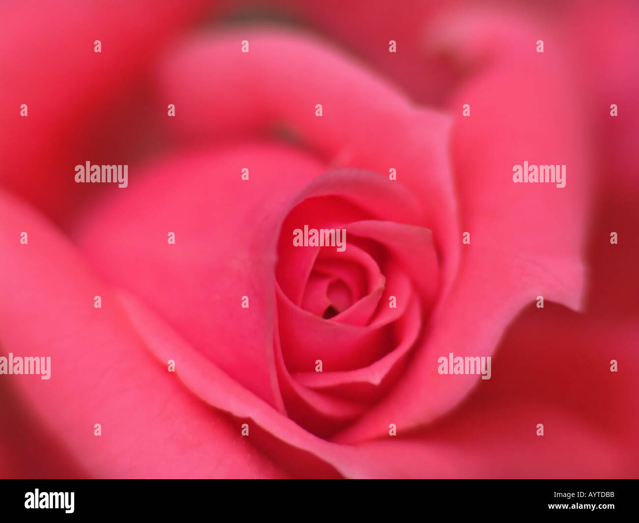 Primo piano di una rosa rossa Foto Stock