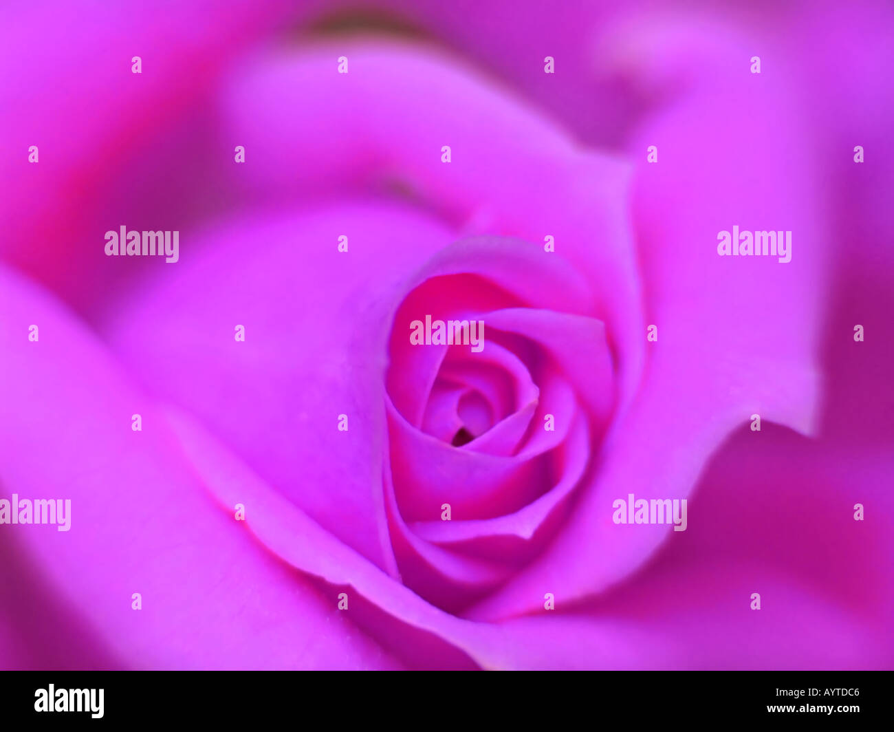 Close up di rosa viola Foto Stock