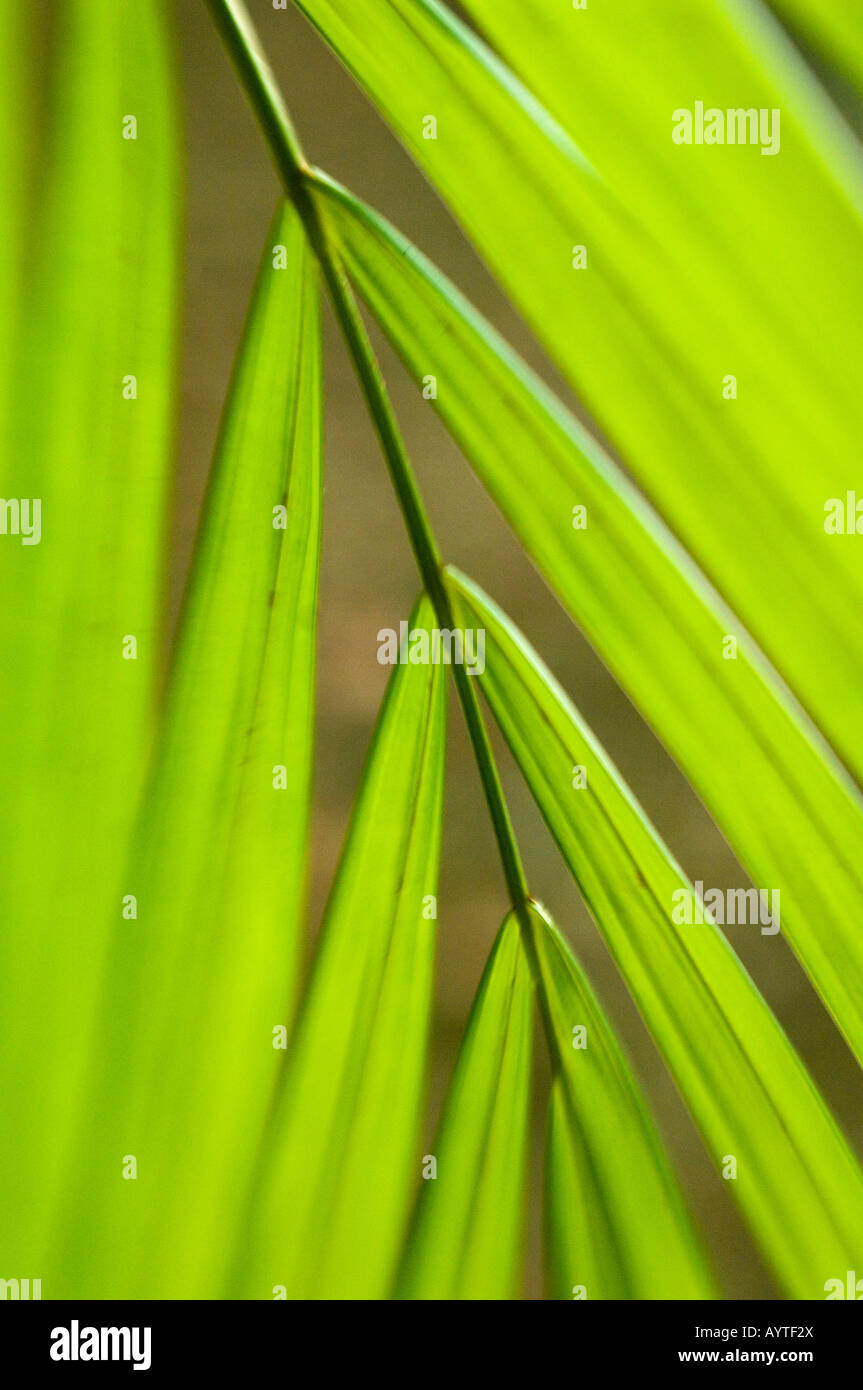 Foglie di palma, Costa Rica, vista da vicino Foto Stock
