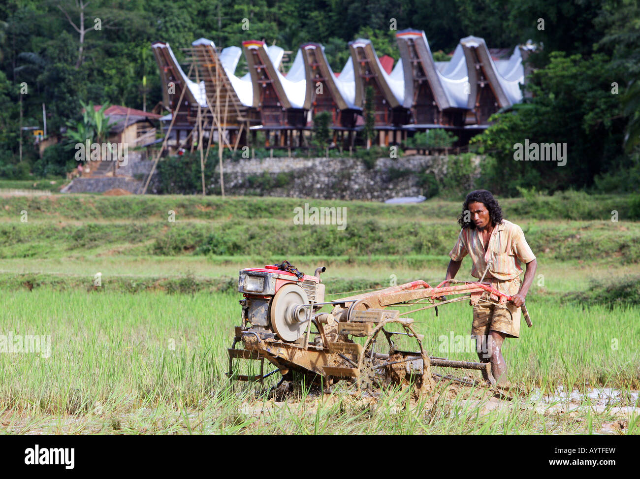 Indonesia, uomo arando campo di riso con un trattore, isola di Sulawesi vicino a Rantepao Foto Stock