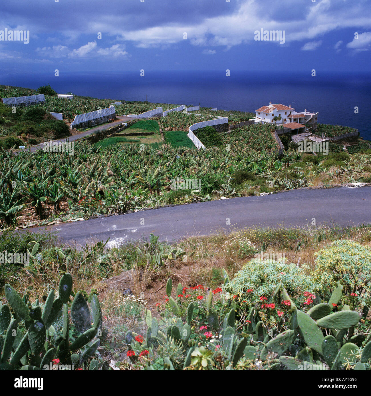 Bananenplantage,Kakteen,Weisses Haus am Meer, Sauzal, Teneriffa, Kanarische isole Foto Stock