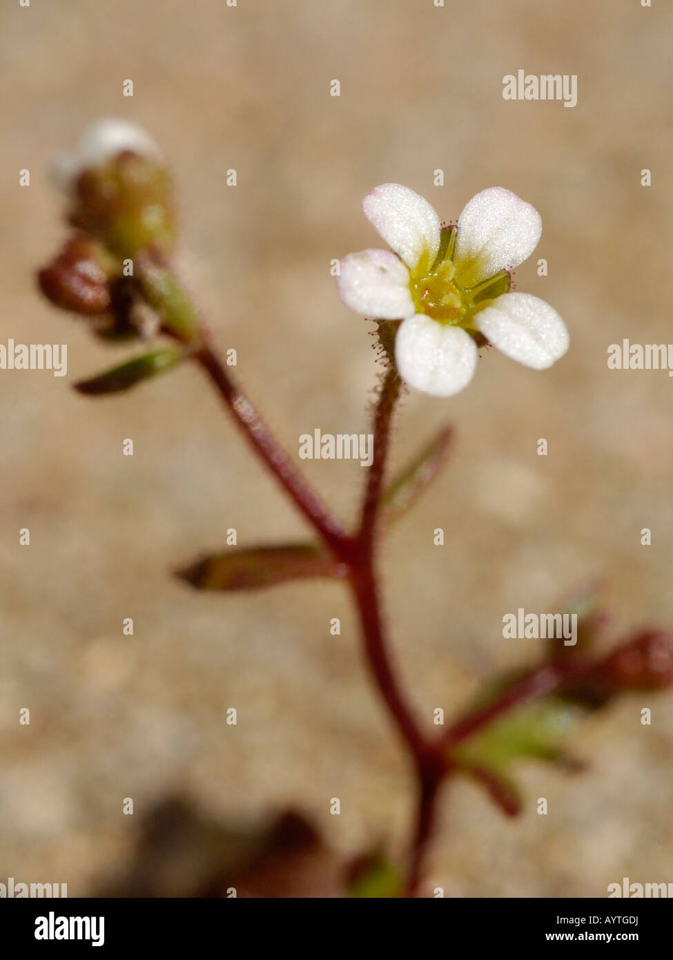 Rue lasciava Sassifraga, saxifraga tridactylites Foto Stock