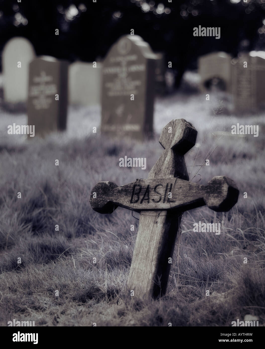 Una croce di legno in un cimitero, semplicemente contrassegnati 'Basilico". Foto Stock