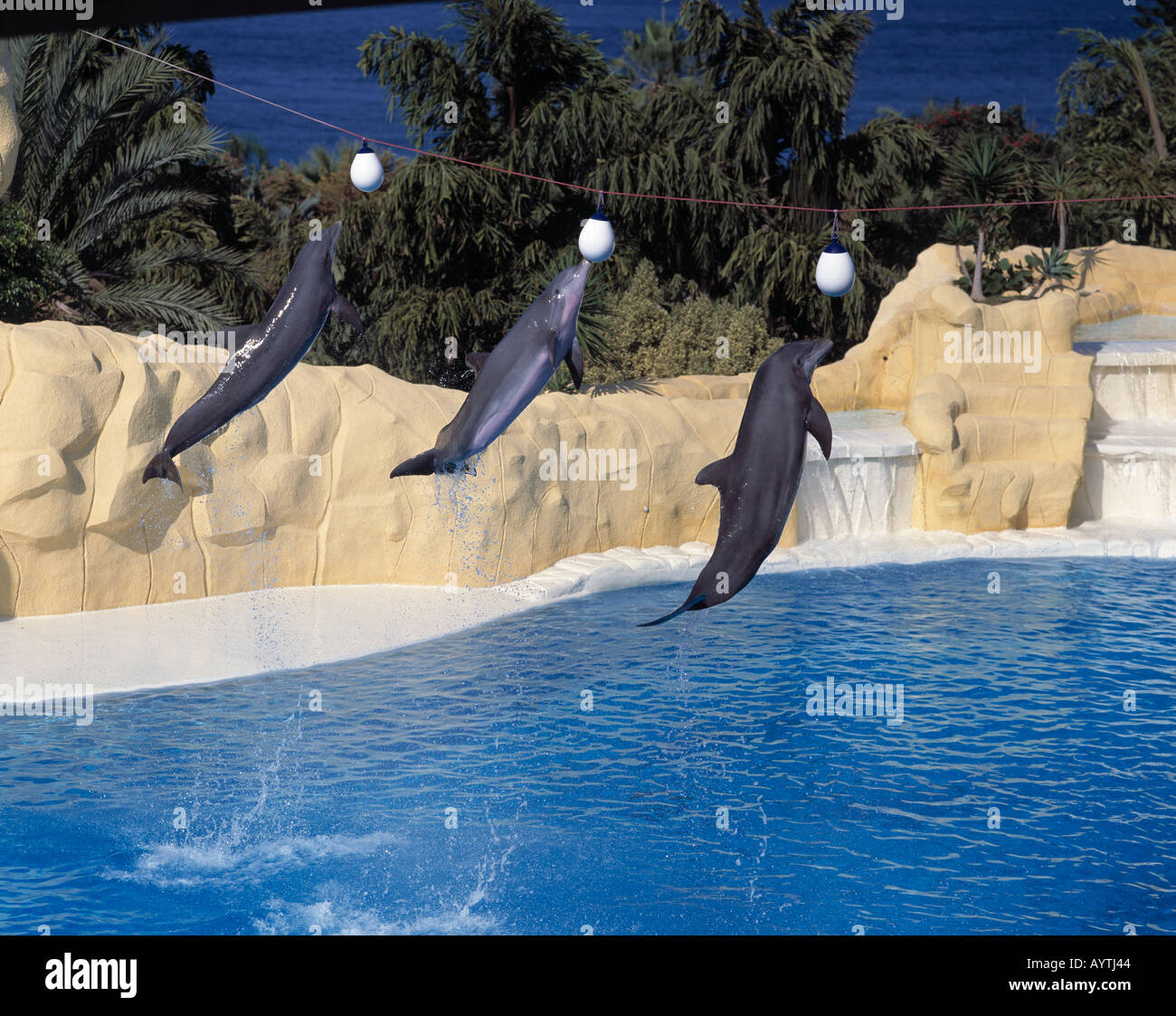 Spagna, Tenerife, Isole Canarie, E-Puerto de la Cruz, Loro Parque, lo spettacolo dei delfini Foto Stock