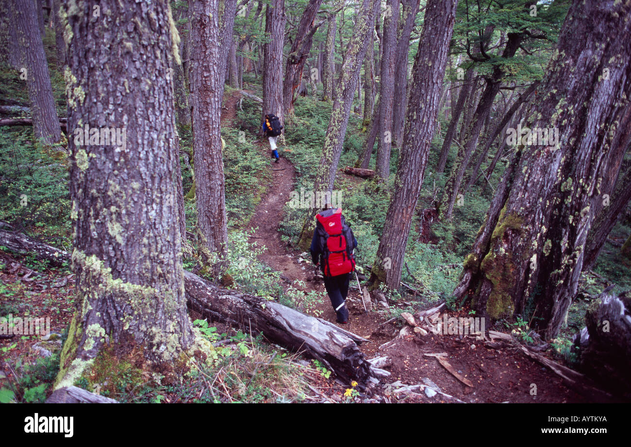 Trekking attraverso una foresta di Lenga, Paine circuito, il Parco Nazionale di Torres del Paine, Patagonia, Cile Foto Stock