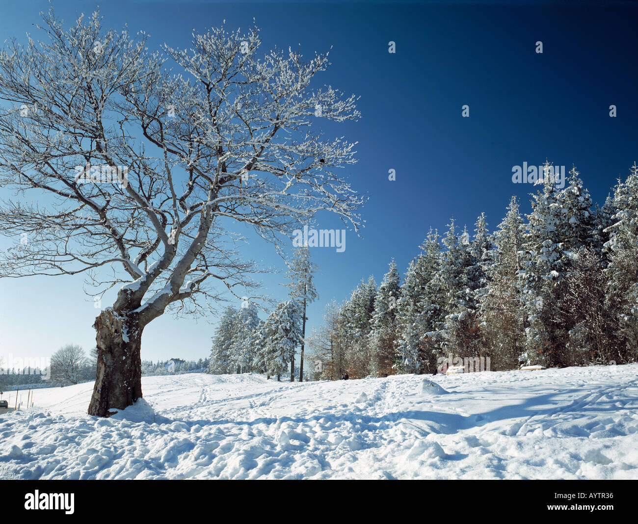 Winterlandschaft auf dem Schauinsland, Wetterbuchen, verschneit, Freiburg, Breisgau, Oberrhein, Schwarzwald, Baden-Wuerttemberg Foto Stock