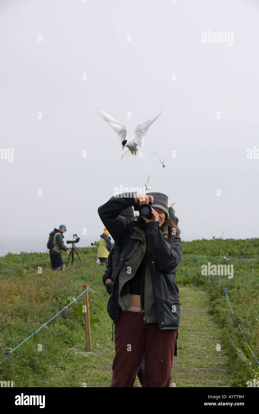 Fotografo di farne isole con artic Tern Foto Stock
