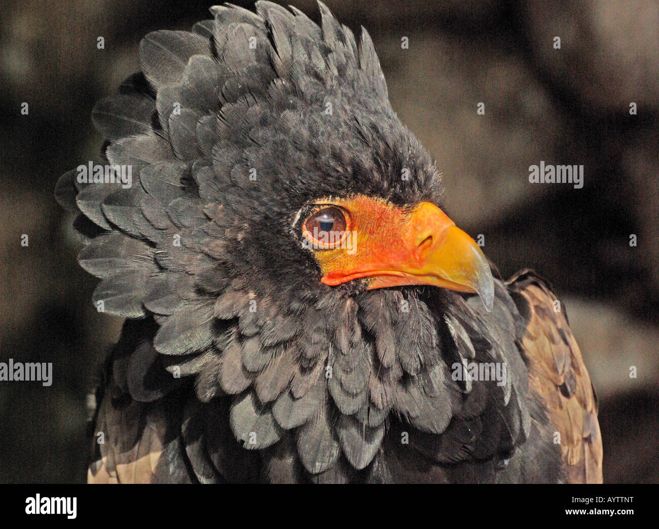 Aquila Bateleur Terathopius ecaudatus Foto Stock