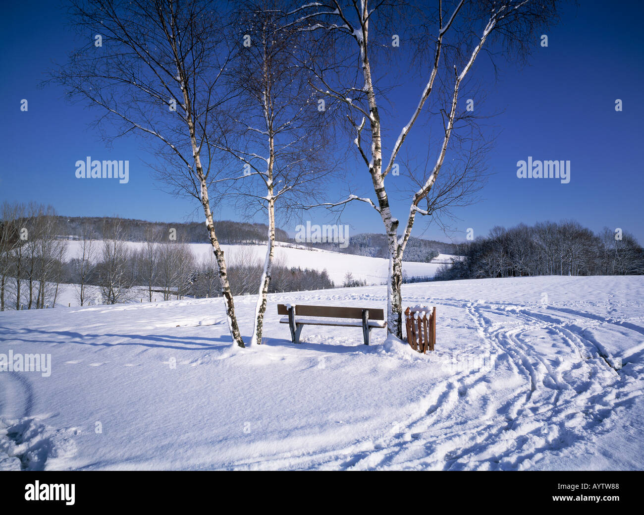 Winterlandschaft, verschneite Landschaft, Banca mit Birken im Schnee, Spuren im Schnee, Wiehl-Marienhagen, Naturpark Bergisches Land, Nordrhein-Westfal Foto Stock