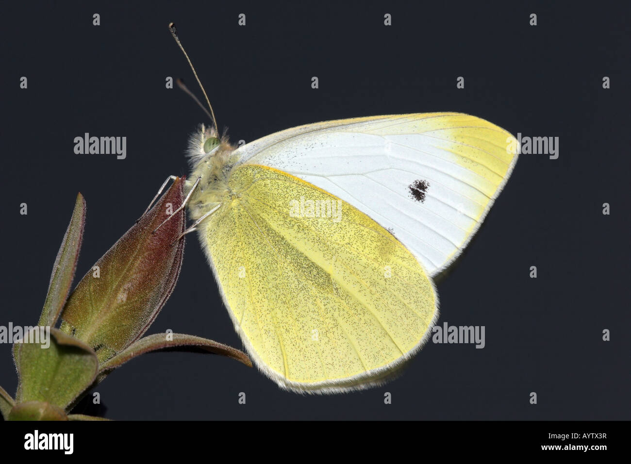 Piccola farfalla bianca Artogeia rapae sulla boccola di Lilla stelo Foto Stock