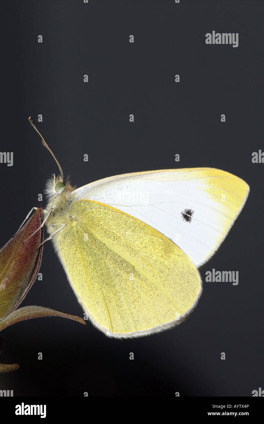 Piccola farfalla bianca Artogeia rapae sulla boccola di Lilla stelo Foto Stock