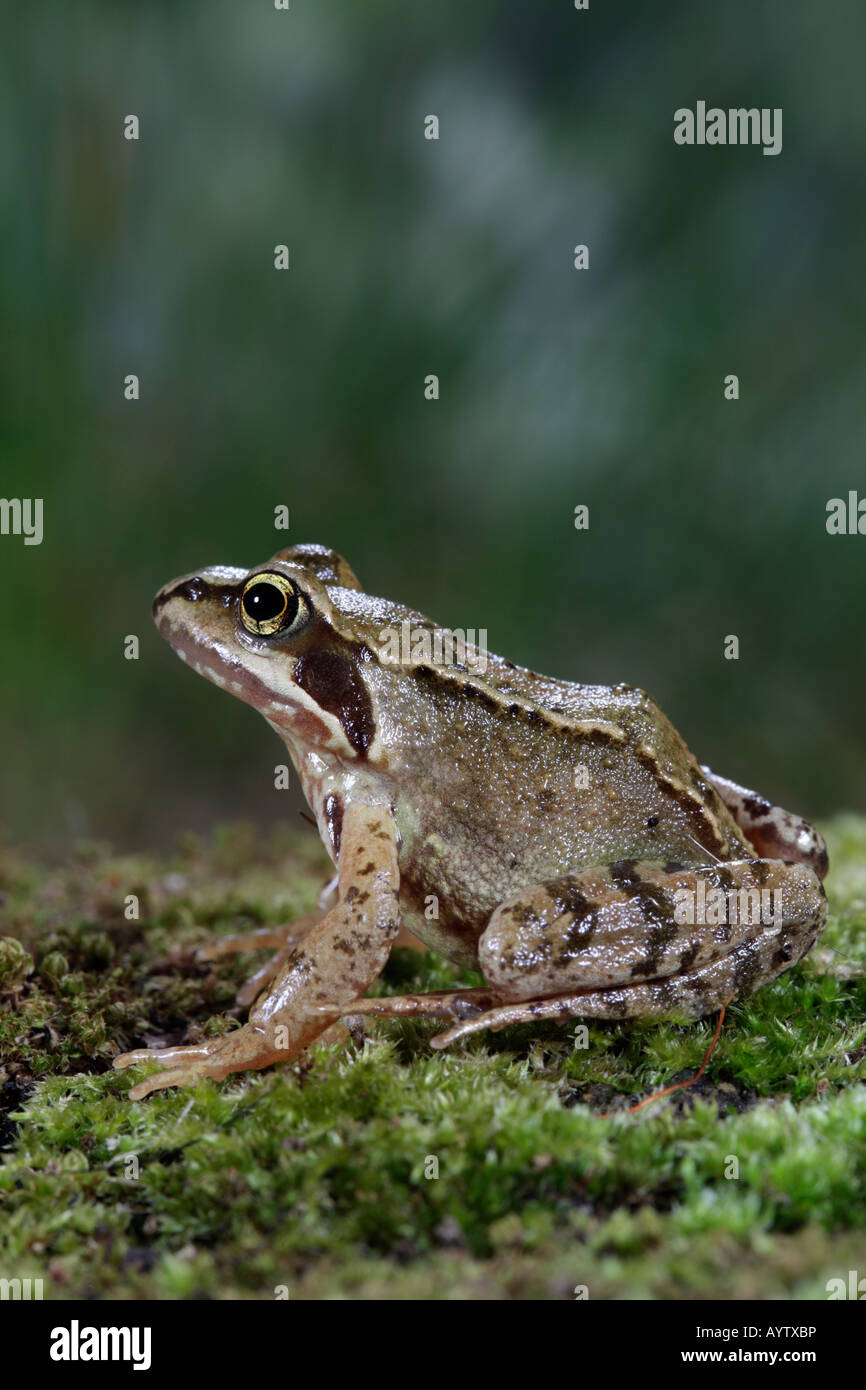 Rana comune Rana temporaria seduta cercando alert Potton Bedfordshire Foto Stock