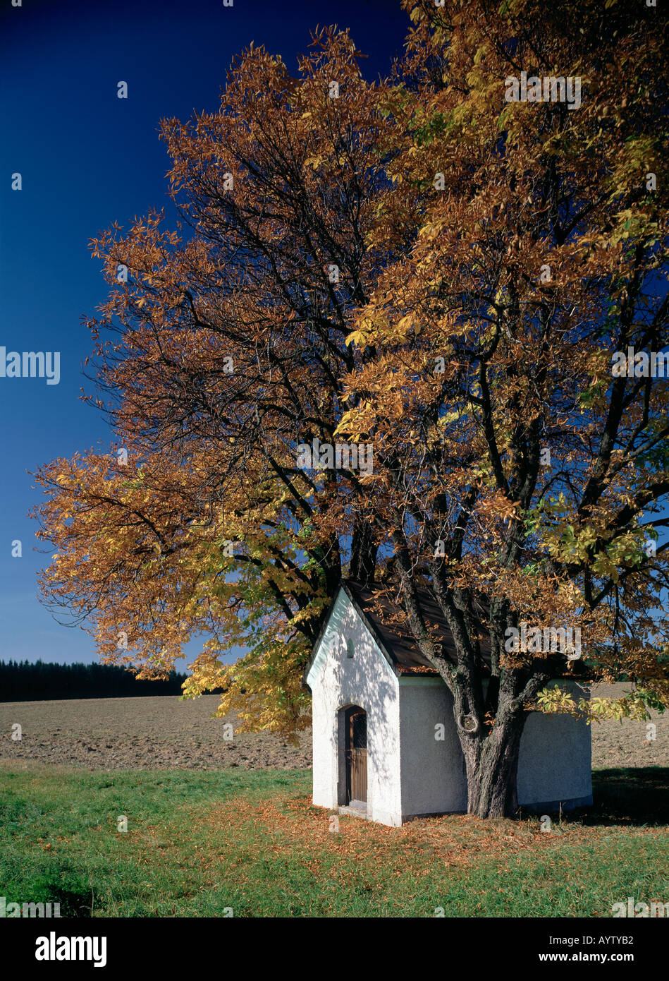 Kapelle vor herbstlichem Kastanienbaum Oberpfaelzer im Wald Foto Stock