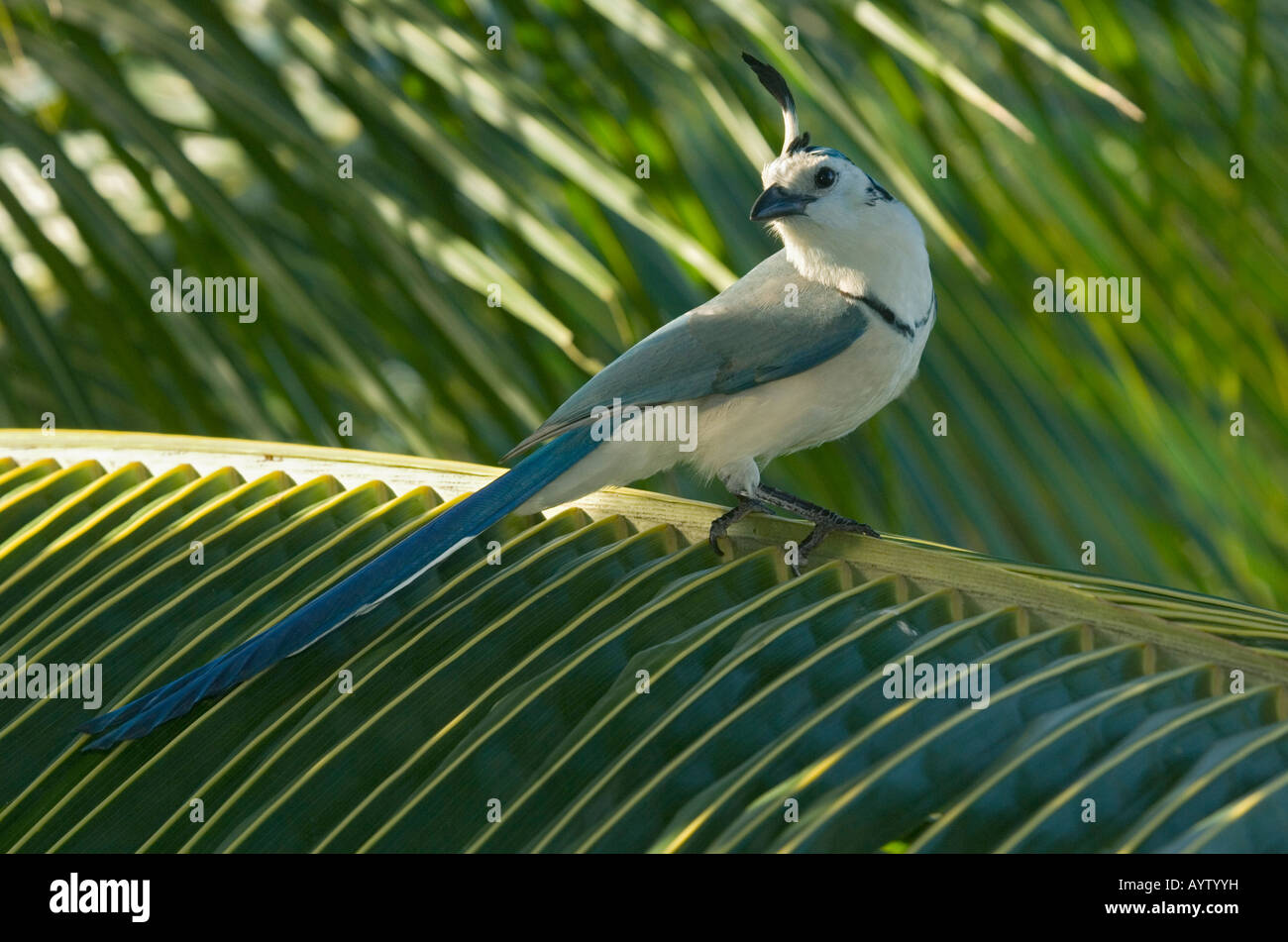 Bianco-throated Magpie-Jay (Calocitta formosa) Nicoya peninsula COSTA RICA Foto Stock