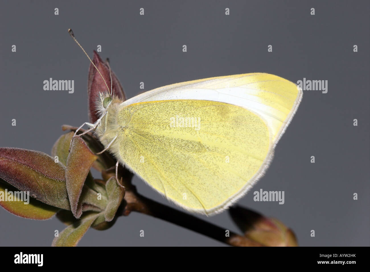 Piccola farfalla bianca Artogeia rapae su stelo lilla Foto Stock