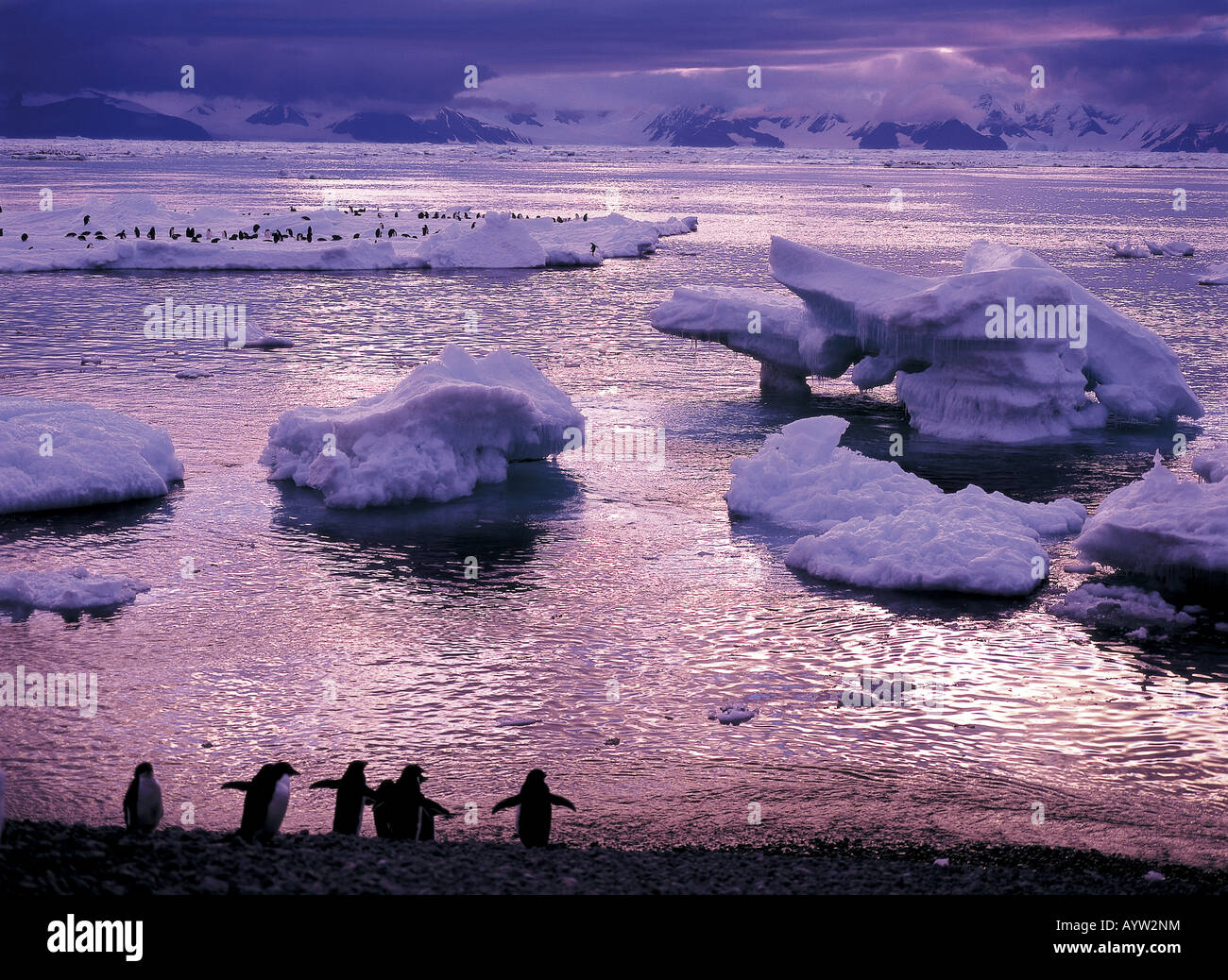Adelie pinguini sulla spiaggia di Cape Adare Mare di Ross Antartide Foto Stock