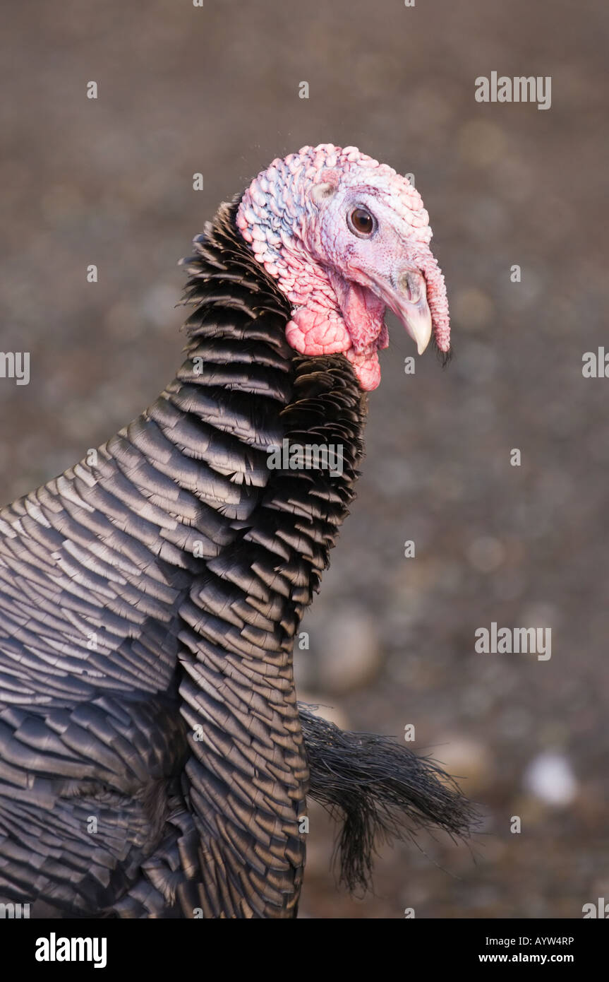 Domestico maschio turchia ritratto a Farrel McWhirter Park in Seattle Washington Foto Stock