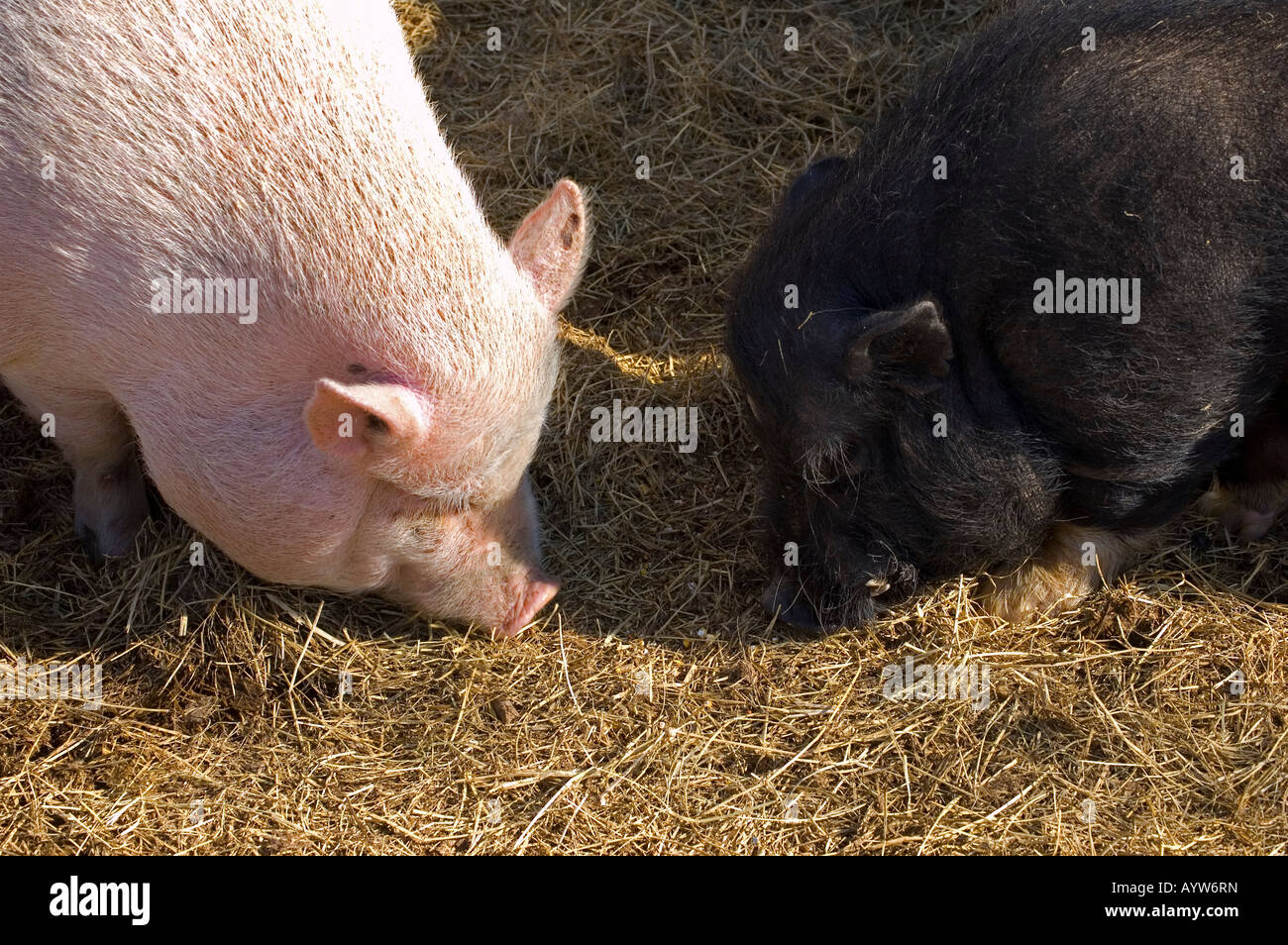 Bianco e Nero maiali, porci, mangiare fieno Foto Stock
