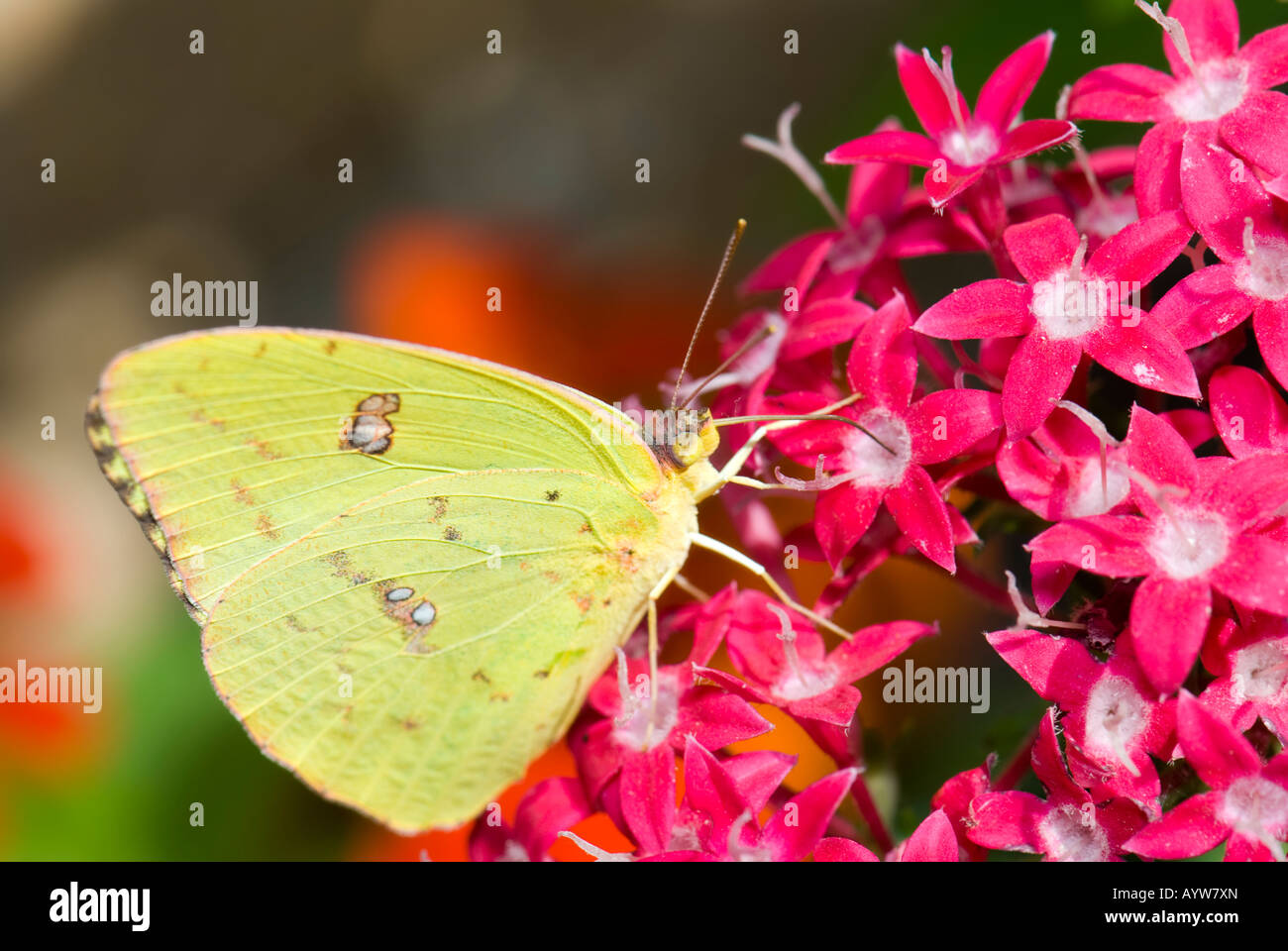 Un offuscato la farfalla di zolfo, Colias philodice, si aggrappa a una Pentas lanceolata blossom e feed. Oklahoma, Stati Uniti d'America. Foto Stock