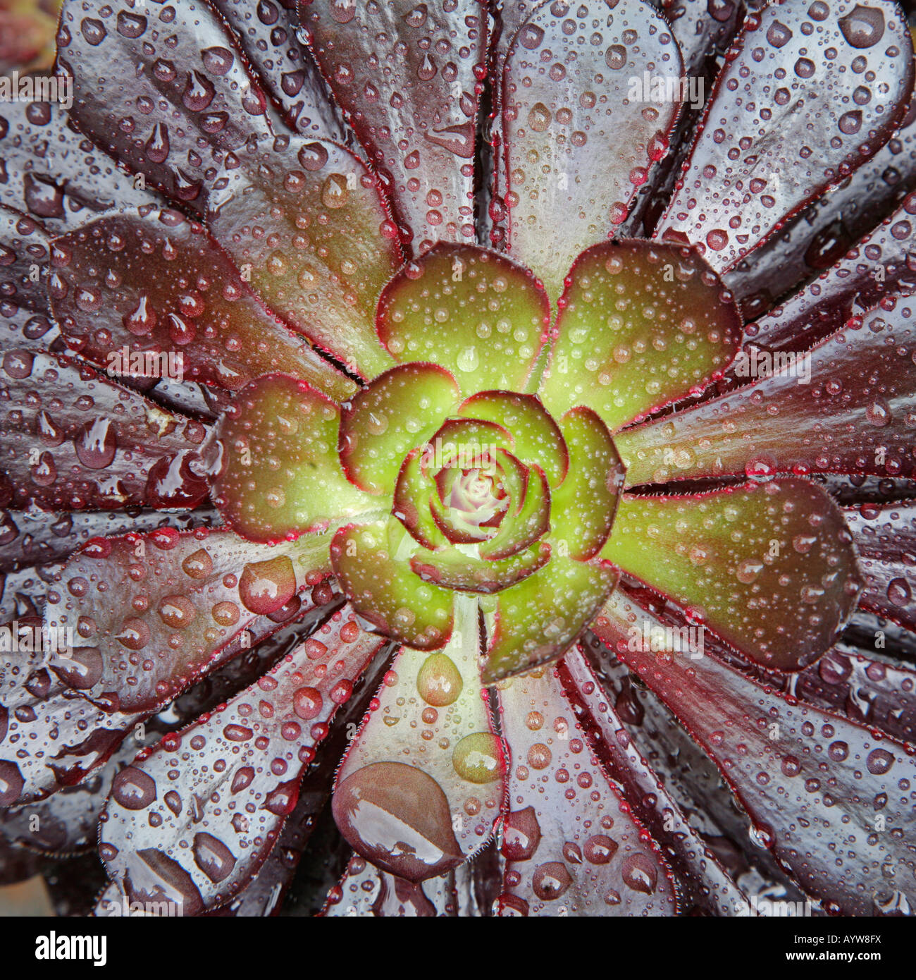 Aeonium arboreum var artopurpureum 'Schwarzkopf' o l'albero nero Aeonium Foto Stock