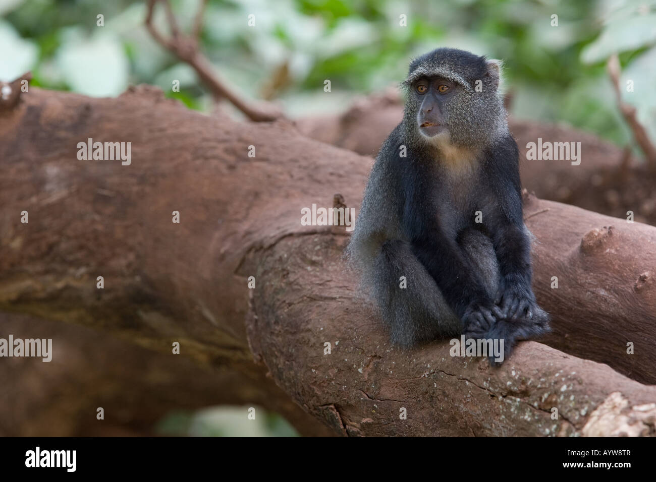 Blue Monkey (Cercopithecus mitis) su un log al Lago Manyara in Tanzania Foto Stock