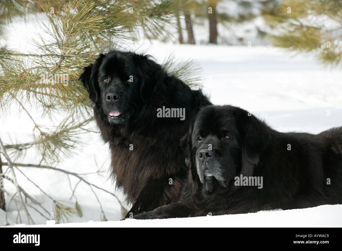 Ritratto di razza del cane di Terranova in snow Foto Stock