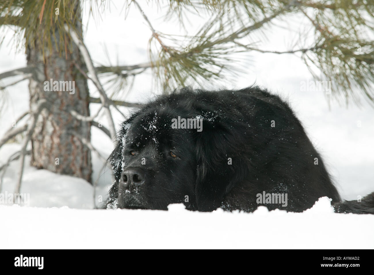 Ritratto di razza del cane di Terranova in snow Foto Stock