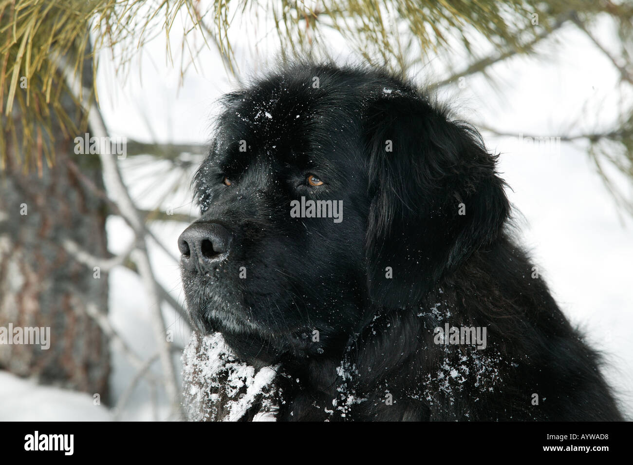 Ritratto di razza del cane di Terranova in snow Foto Stock