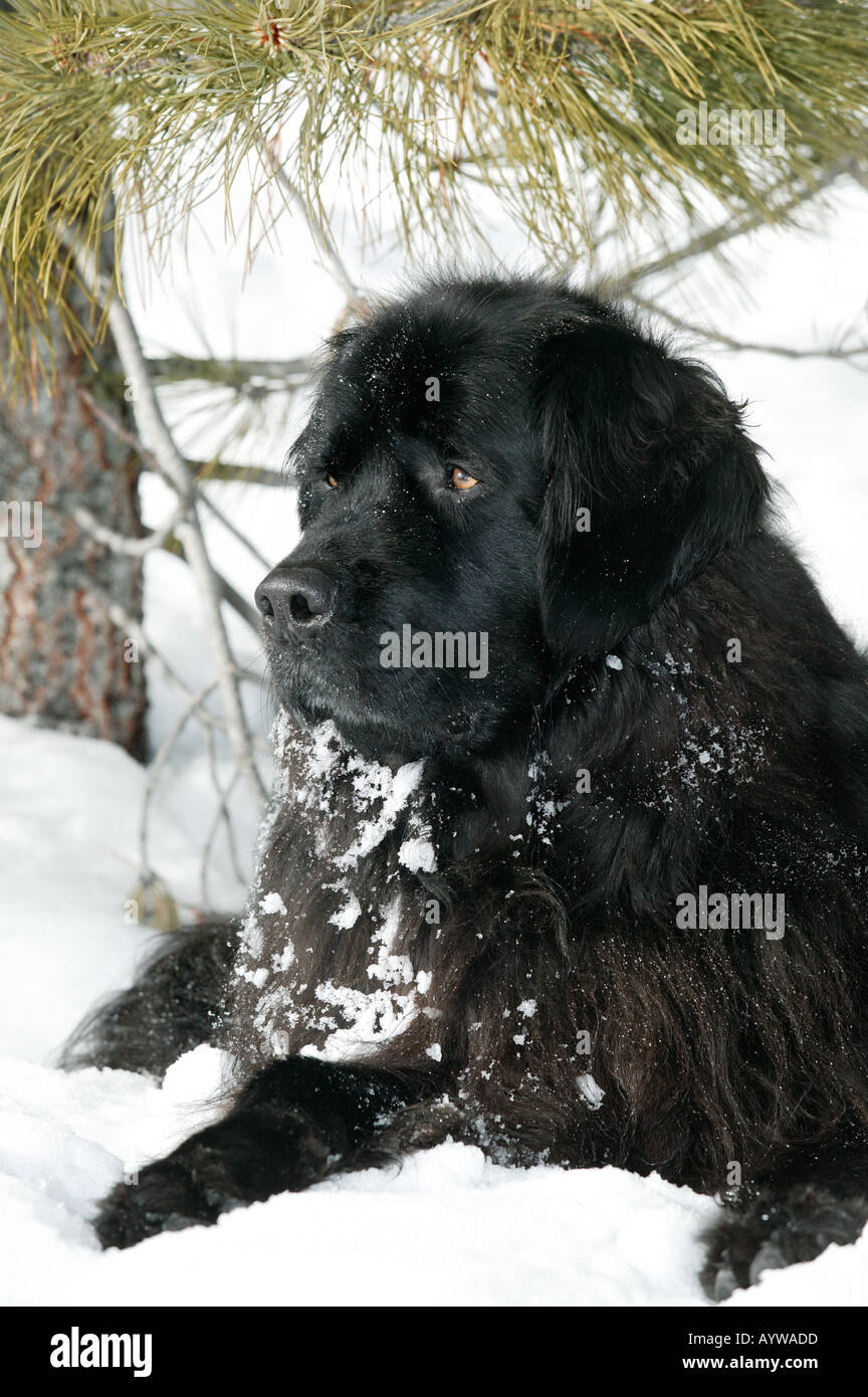 Ritratto di razza del cane di Terranova in snow Foto Stock